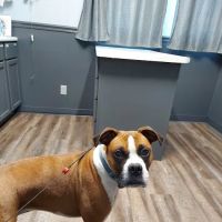 Central Iowa Veterinary Services ico