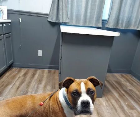 Central Iowa Veterinary Services