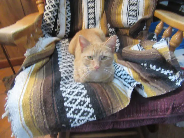 Central Iowa Veterinary Services Picture 4