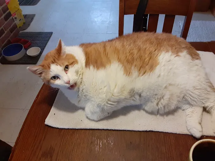 Central Iowa Veterinary Services Picture 6