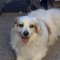 Baxter Veterinary Clinic ico