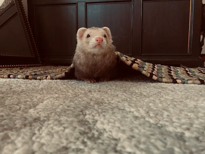 All Pets Veterinary Hospital Picture 2