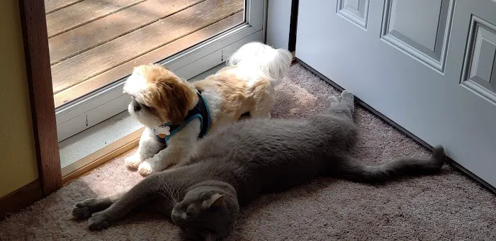 All Pets Veterinary Hospital Picture 5