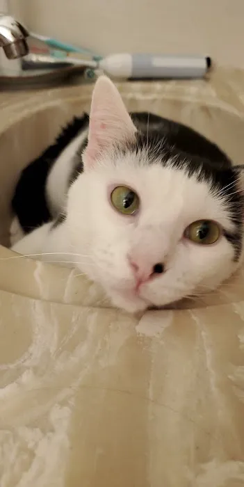 All Pets Veterinary Hospital Picture 3