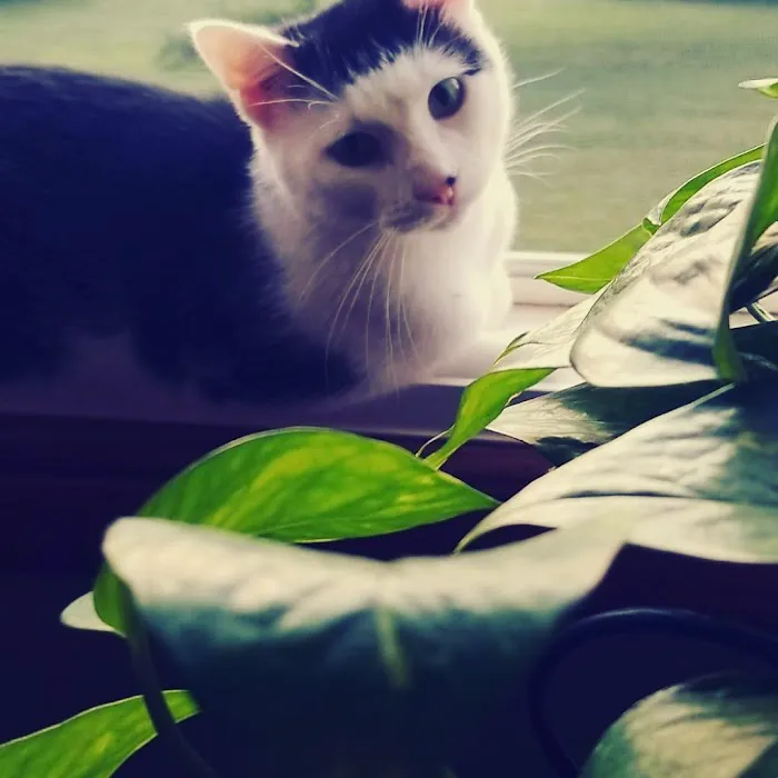 All Pets Veterinary Hospital Picture 4