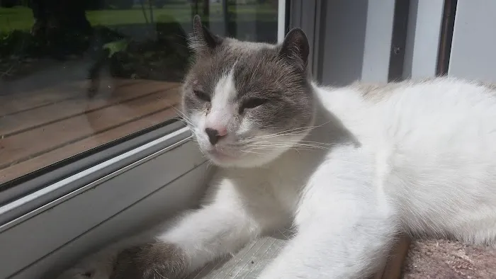 All Pets Veterinary Hospital Picture 6