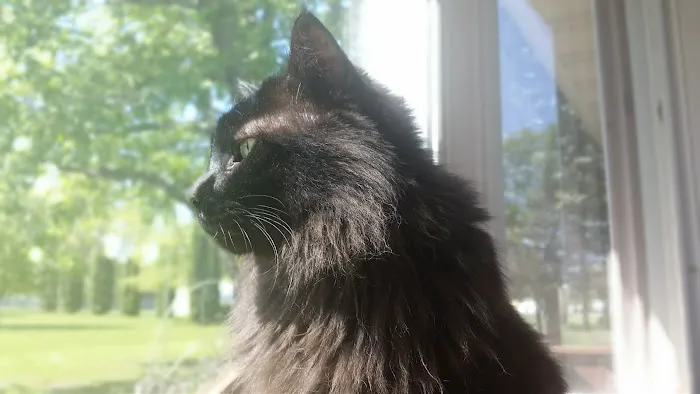 All Pets Veterinary Hospital Picture 7