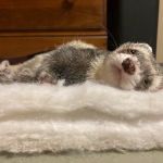 All Pets Veterinary Hospital