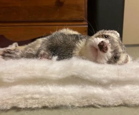 All Pets Veterinary Hospital