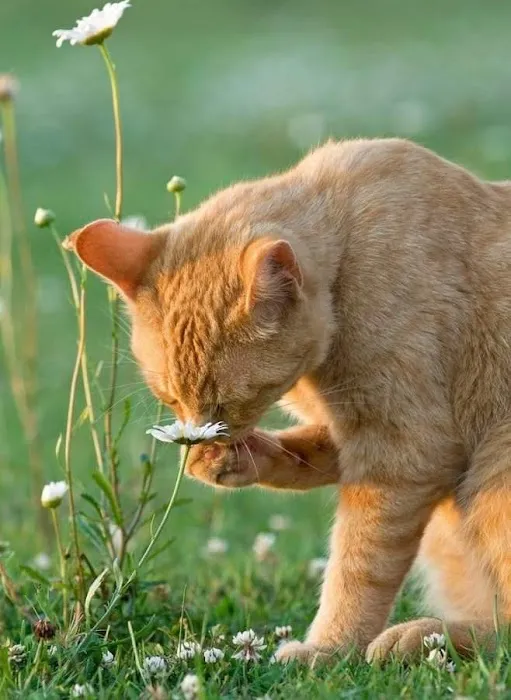 All Pets Veterinary Hospital Picture 9