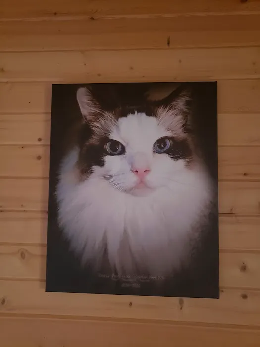 All Pets Veterinary Hospital Picture 8