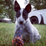 Grinnell Veterinary Clinic, LLP