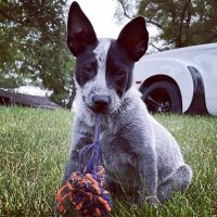 Grinnell Veterinary Clinic, LLP ico