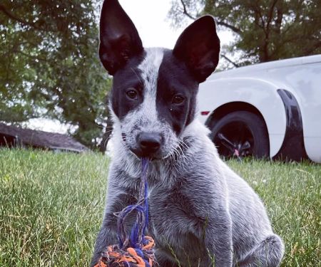 Grinnell Veterinary Clinic, LLP