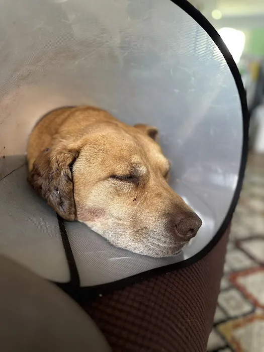 Grinnell Veterinary Clinic, LLP Picture 5