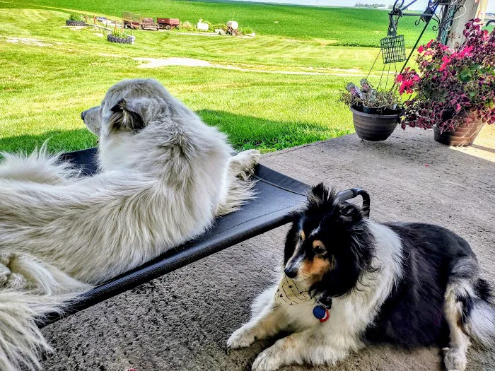 Grinnell Veterinary Clinic, LLP Picture 3