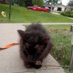 Farm & Family Veterinary Clinics