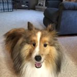 Vetco Vaccination Clinic