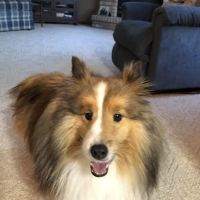 Vetco Vaccination Clinic ico