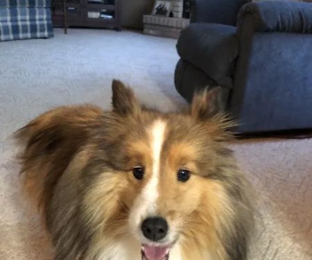 Vetco Vaccination Clinic