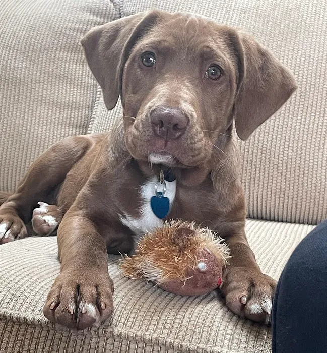 Countryside Veterinary Services of Fox Valley Picture 1