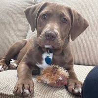 Countryside Veterinary Services of Fox Valley ico