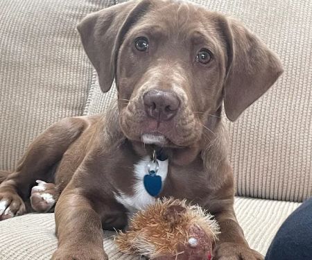 Countryside Veterinary Services of Fox Valley