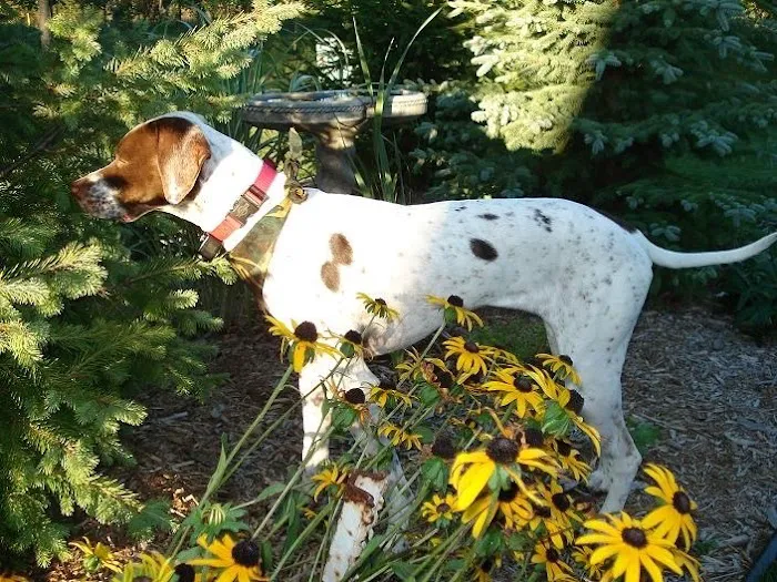 Countryside Veterinary Services of Fox Valley Picture 4