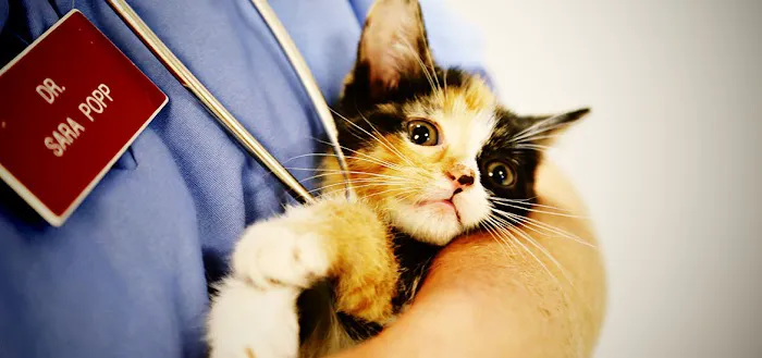 Countryside Veterinary Services of Fox Valley Picture 2