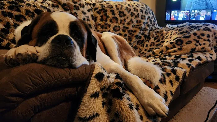 Countryside Veterinary Services of Fox Valley Picture 8