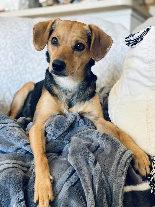 Countryside Veterinary Services of Fox Valley Picture 6