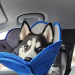 Crossroads Veterinary Clinic: Sharon Little, DVM