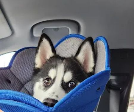 Crossroads Veterinary Clinic: Sharon Little, DVM