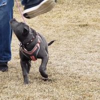 Crossroads Veterinary Clinic SC ico