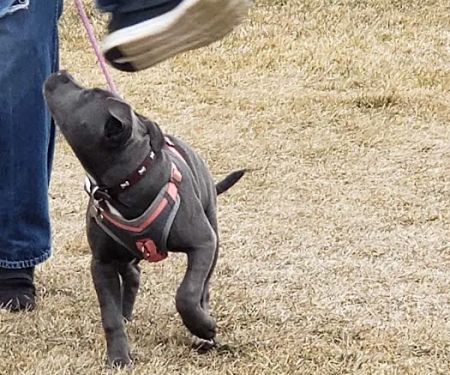 Crossroads Veterinary Clinic SC