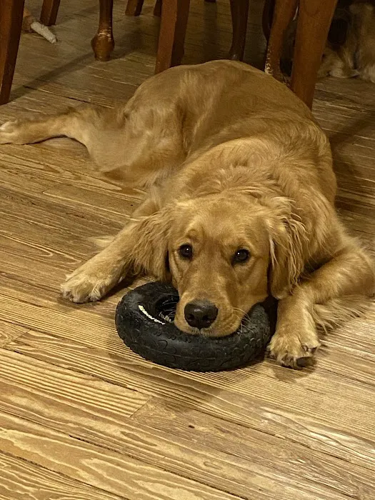 Crossroads Veterinary Clinic SC Picture 2