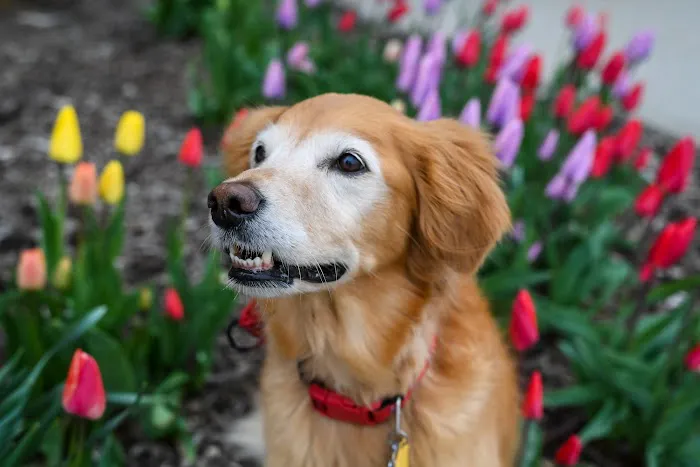 Crossroads Veterinary Clinic SC Picture 7