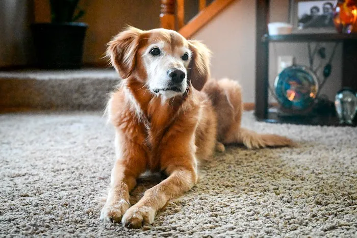 Crossroads Veterinary Clinic SC Picture 8