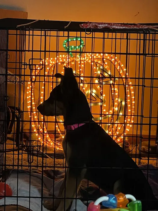 Crossroads Veterinary Clinic SC Picture 9