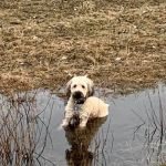 TLC Animal Hospital LLC