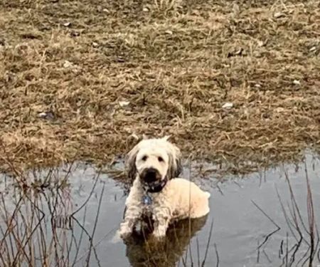 TLC Animal Hospital LLC