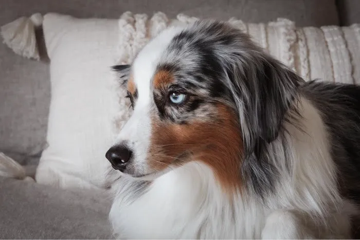 TLC Animal Hospital LLC Picture 7