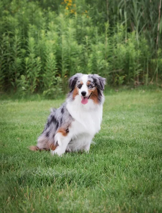 TLC Animal Hospital LLC Picture 10