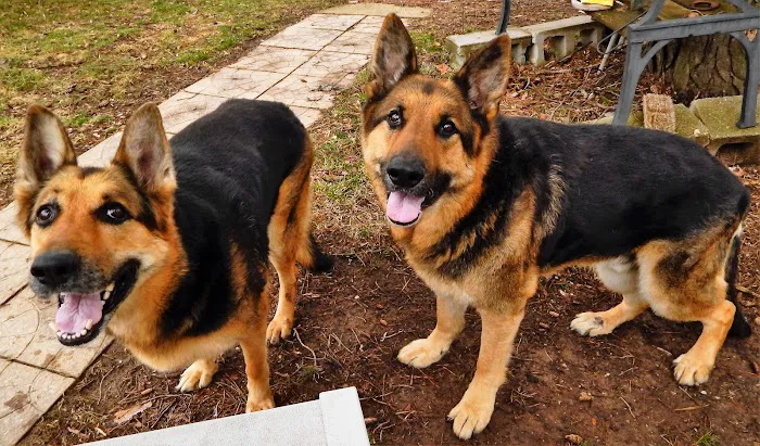 Animal Hospital of Howard Picture 5