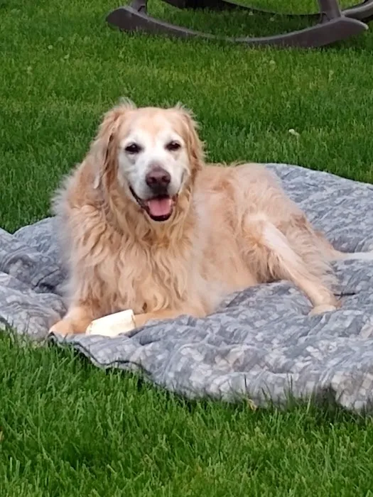 Animal Hospital of Howard Picture 4