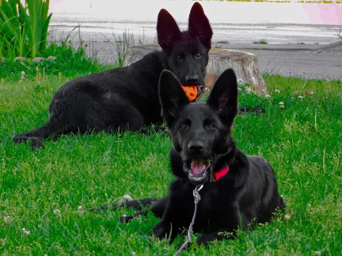 Animal Hospital of Howard Picture 3