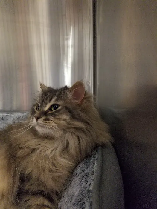 Animal Hospital of Howard Picture 7