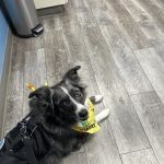 Packerland Veterinary Center