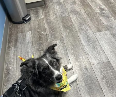 Packerland Veterinary Center