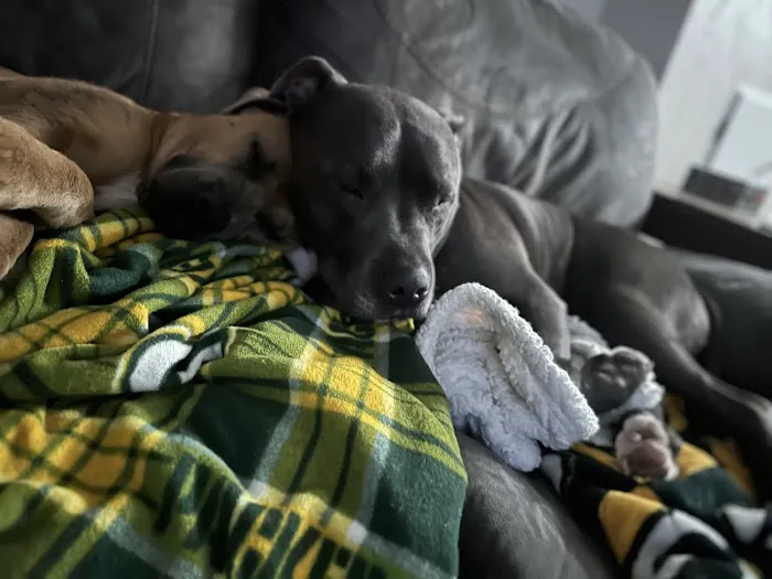 Buddy's Vets - West Picture 4